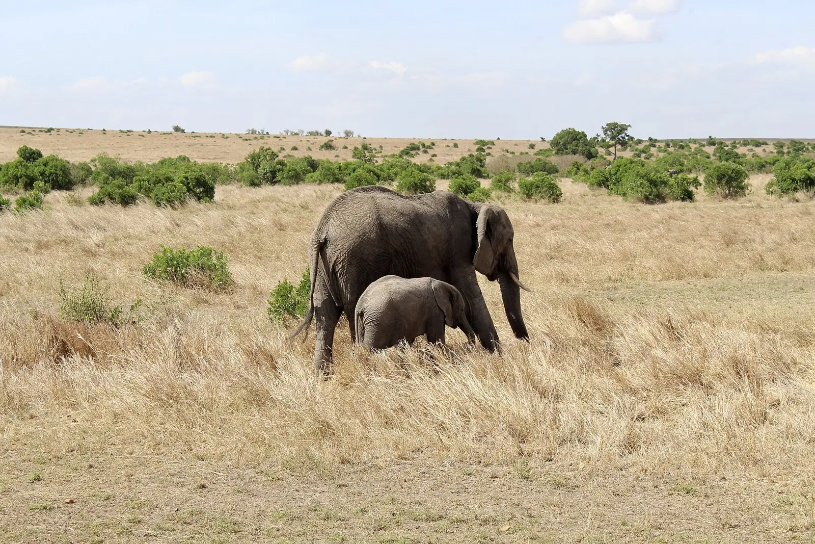 A family of elephants walking across the grass in the Maasai Mara.