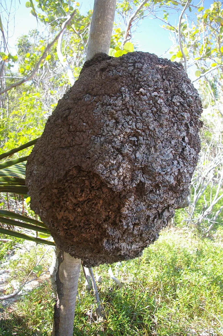 Nest Tulum