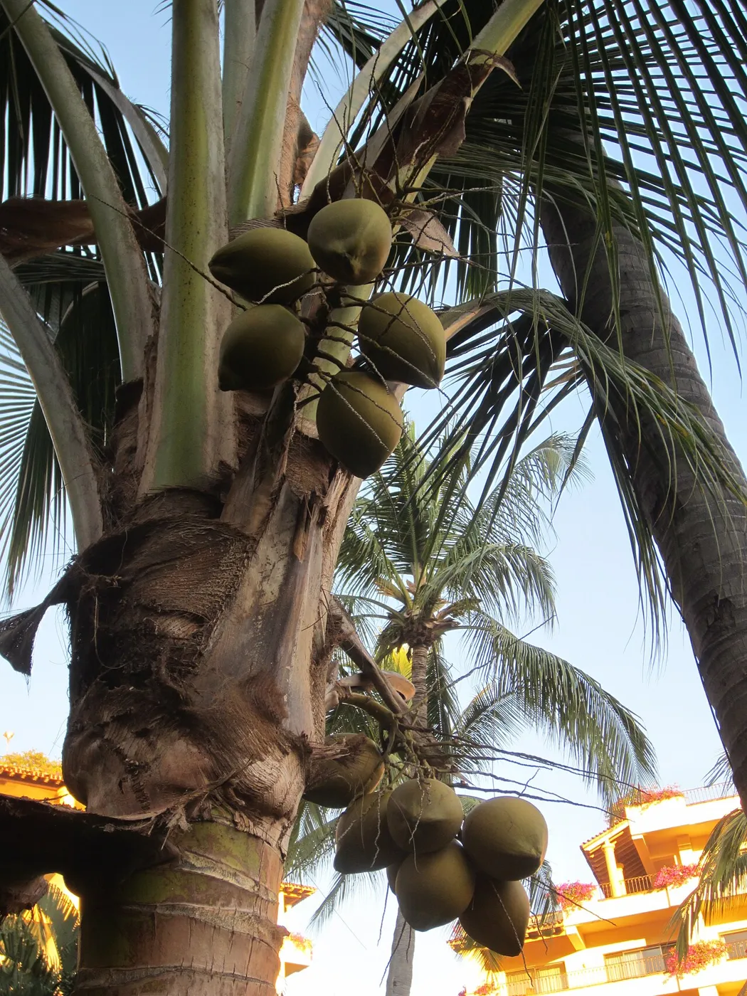 Velas Vallarta