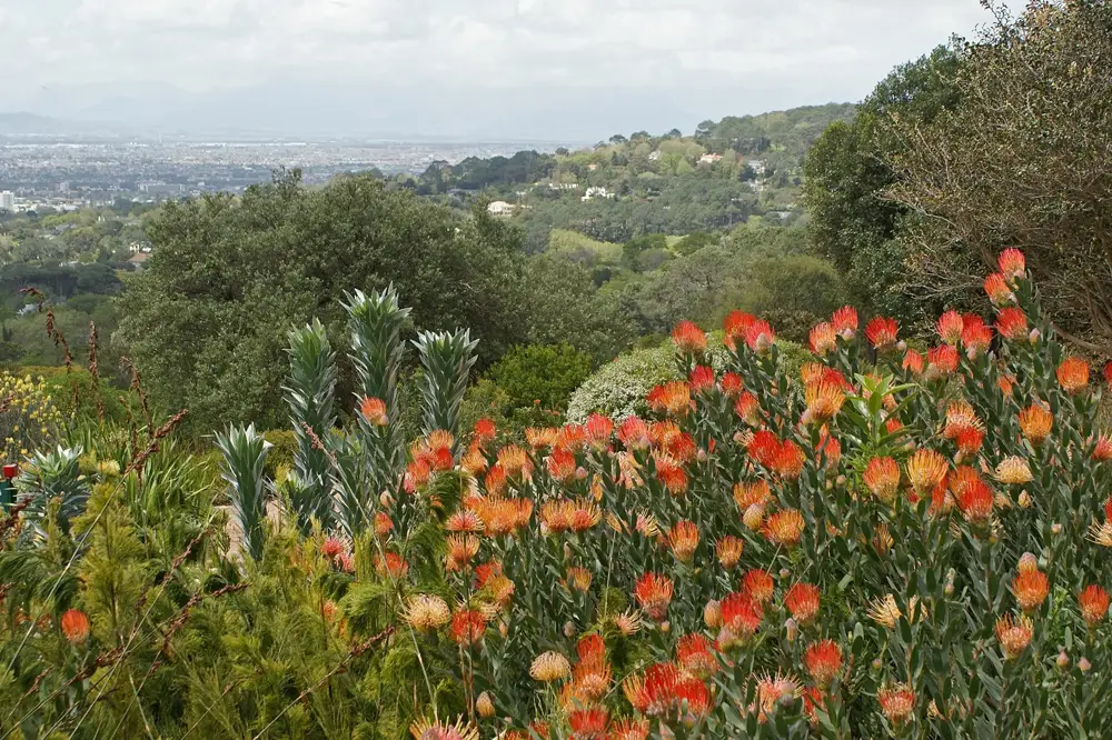 Cape Floral Region Protected Areas