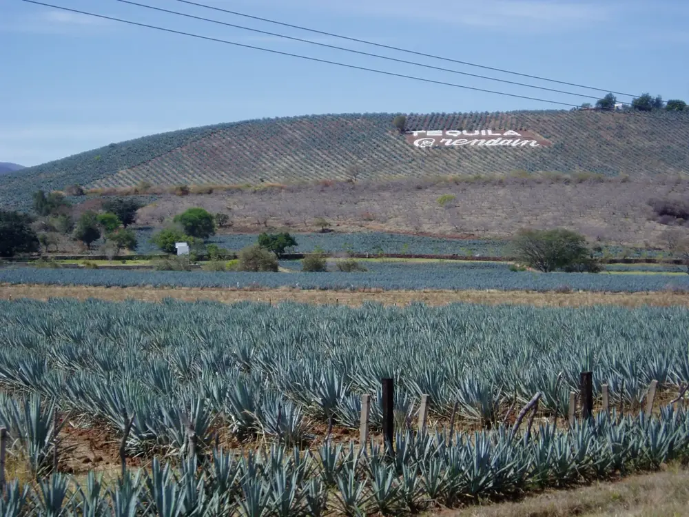 Agave Landscape and Ancient Industrial Facilities of Tequila