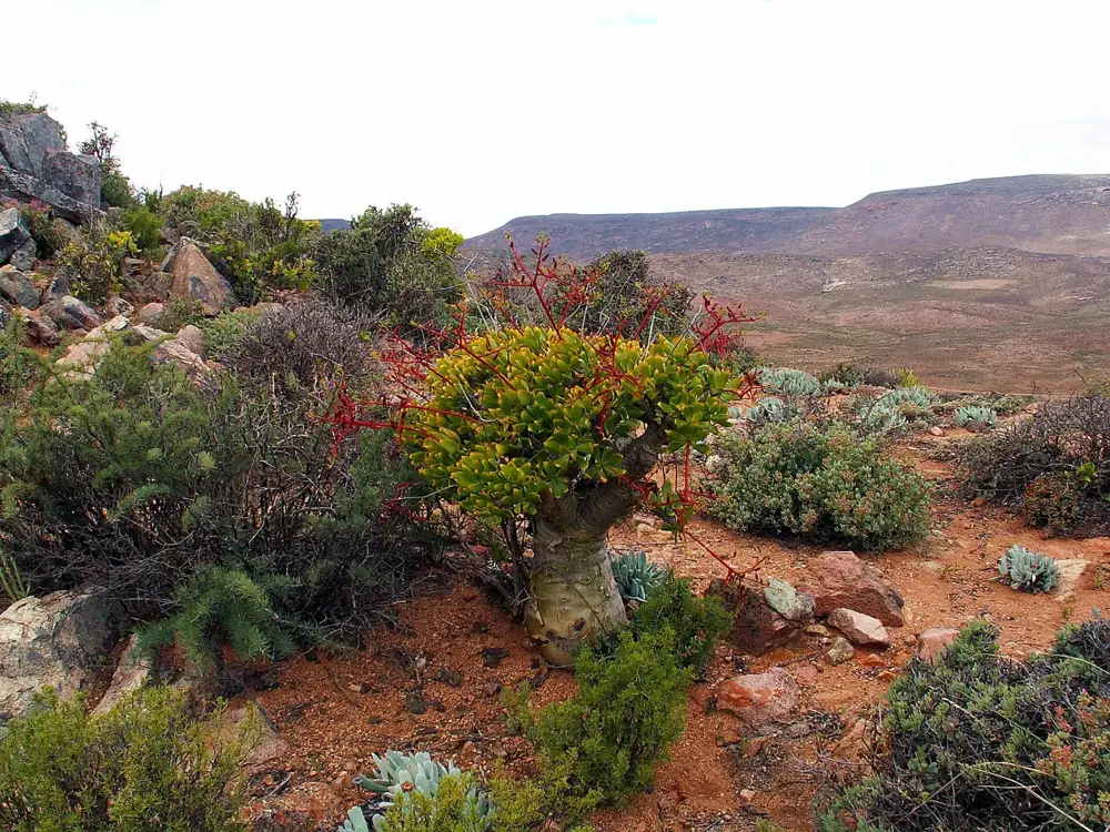 Richtersveld Cultural and Botanical Landscape