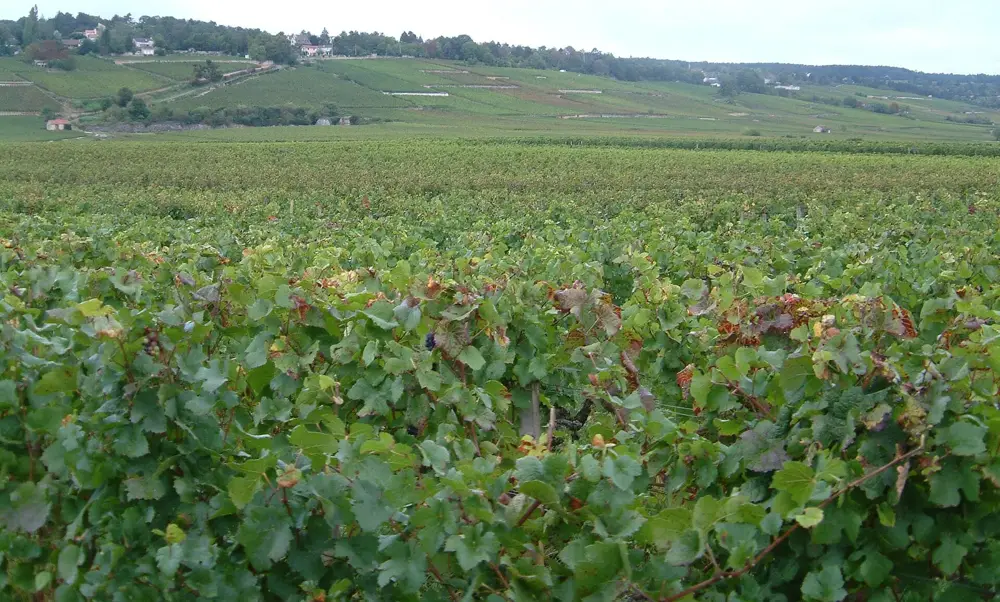 The Climats, terroirs of Burgundy